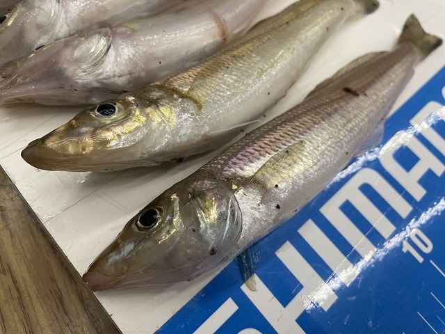 つり具の上州屋 - あなたのフィッシング＆アウトドアライフをサポート