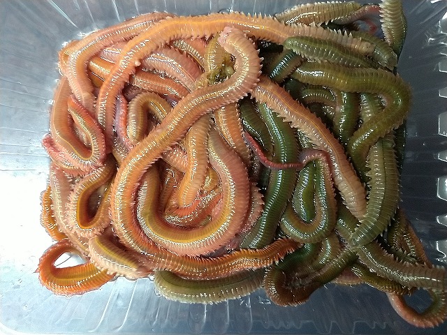 【青イソメ】 つり具の上州屋 - あなたのフィッシング＆アウトドアライフをサポート