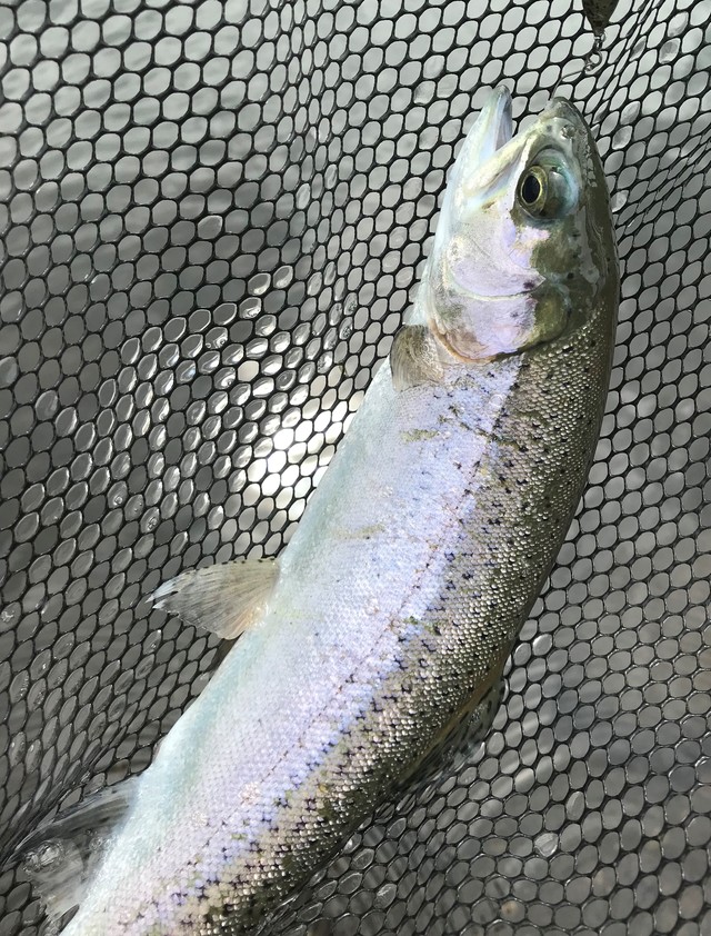 コンディションの良いナイスフィッシュ！