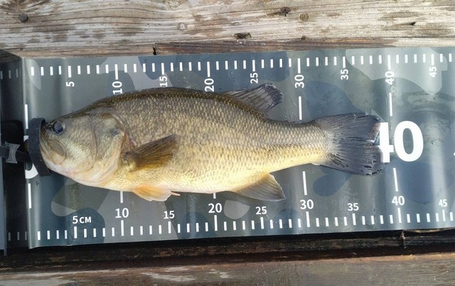 児島くんが釣った38ｃｍ体多々良のバスは体高あってカッコいいです。