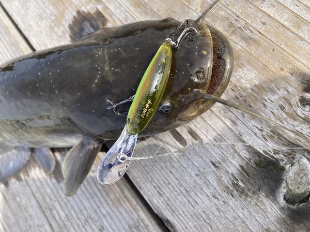 桜井君OSPダンクSP‐OKDバッシングチャート‐でヒット！