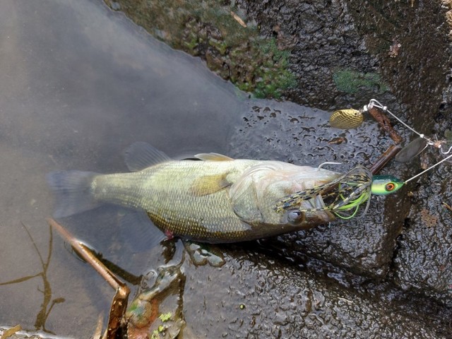 さっきのが葦から離れてのヒットしたので川の中央を斜めに巻いて同サイズ