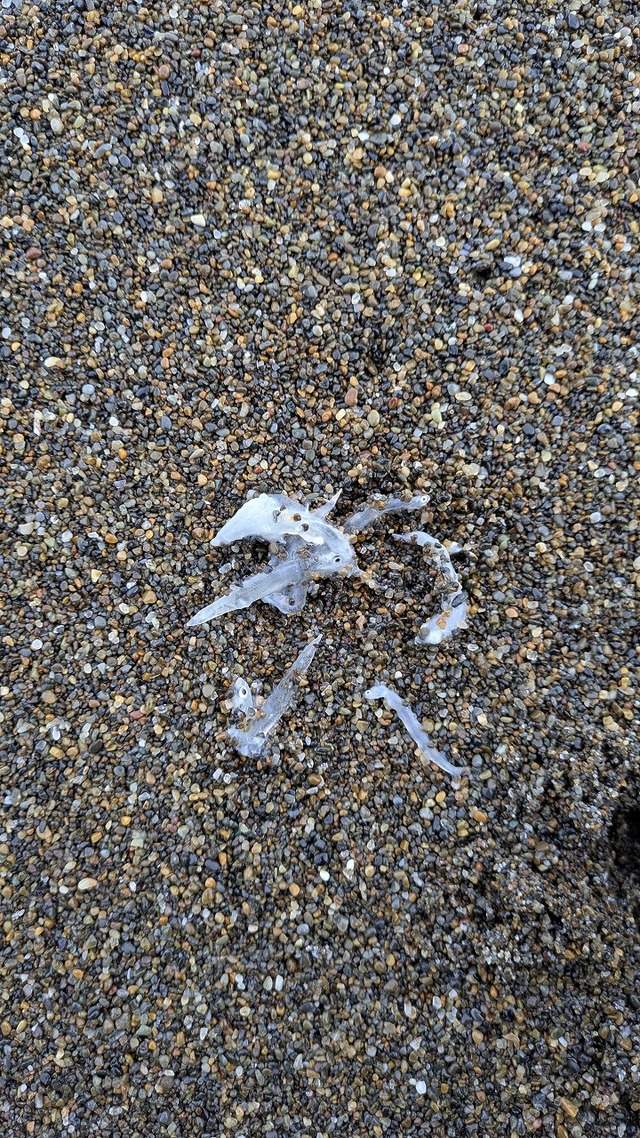 サゴシが吐き出したベイト