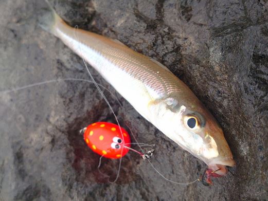 つり具の上州屋 - あなたのフィッシング＆アウトドアライフをサポート