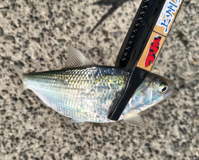 タナゴhh つり具の上州屋 - あなたのフィッシング＆アウトドアライフをサポート