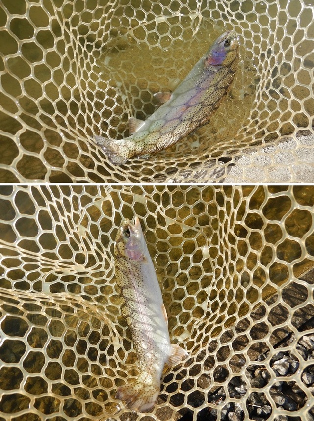 大きい方で40ｃｍぐらい