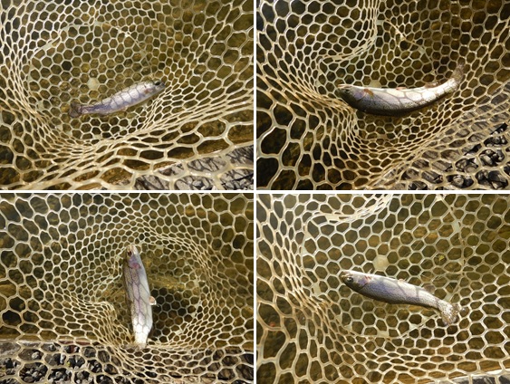 今回小型が多かったです