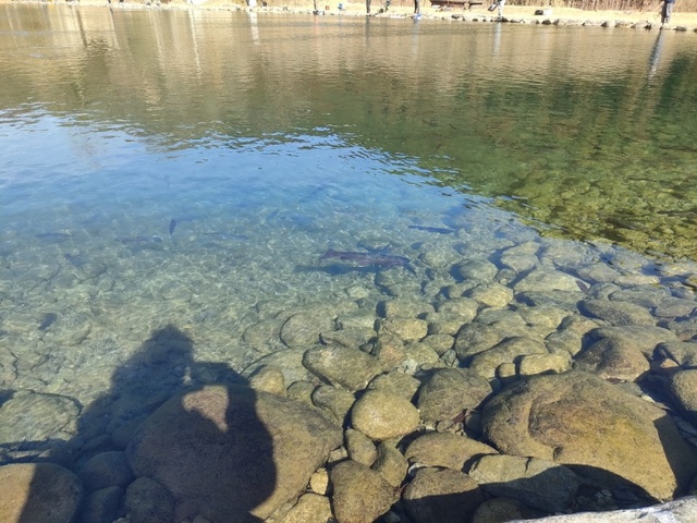 でかいのも回遊してました