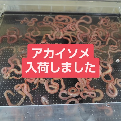 akiki様 割引品 つり具の上州屋 - あなたのフィッシング＆アウトドアライフをサポート