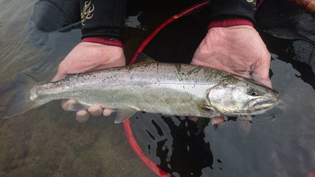 αZOOM 渓流GAME Special Hi-Speed H70-74 αZOOM 渓流GAME Special Hi-Speed H70-74