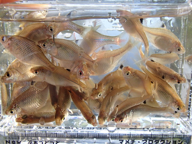 春タナゴ つり具の上州屋 - あなたのフィッシング＆アウトドアライフをサポート